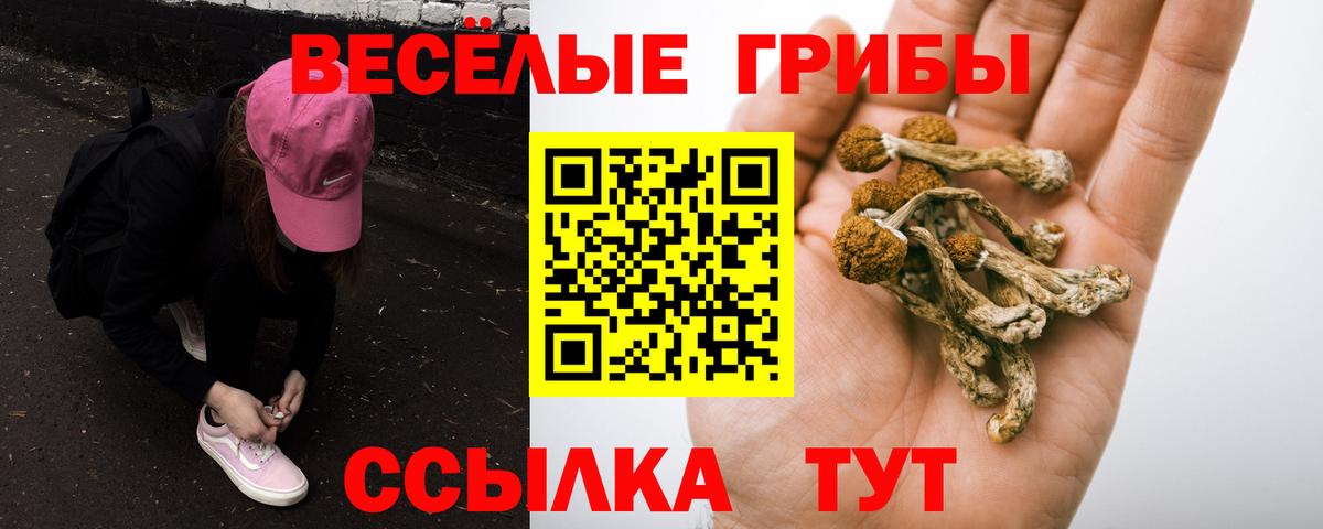 Галлюциногенные грибы Psilocybe Пушкино